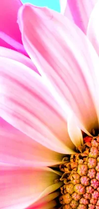 This live phone wallpaper features a close-up shot of a pink, 3D daisy with a blue background