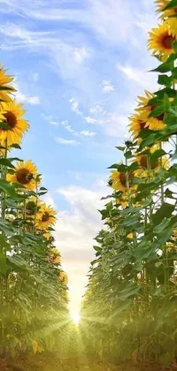 This phone live wallpaper features a stunning field of sunflowers in different seasons, including blooming spring and summer, colorful fall, and serene winter