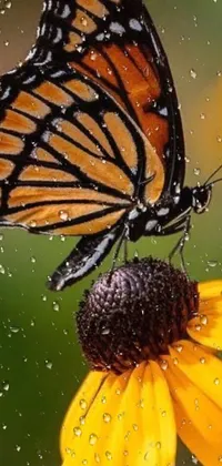 This stunning live phone wallpaper showcases a realistic painting of a butterfly on a flower, with water droplets on the petals refracting the soft falling rain