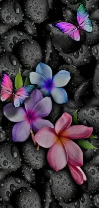 This phone live wallpaper depicts a group of colorful flowers on black rocks, complemented with rain and fluttering butterflies