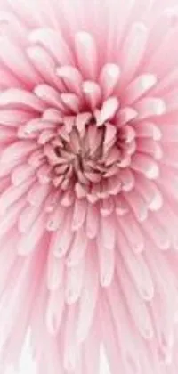 This phone live wallpaper features a stunning pink flower with intricate detail on a clean white background
