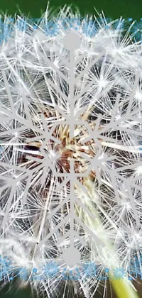 This phone live wallpaper showcases a captivating close-up of a dandelion with blurred background
