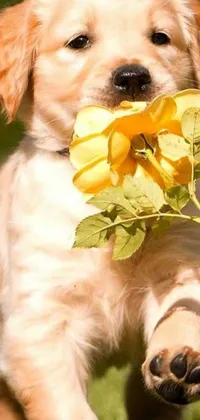 This live phone wallpaper depicts an adorable puppy running with a flower in its mouth