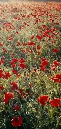 This stunning phone live wallpaper showcases a breathtaking field filled with vibrant red flowers under a clear blue sky