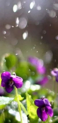 This stunning phone live wallpaper showcases a close-up image of purple flowers against a rainy background that exudes calming vibes