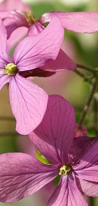 This phone live wallpaper displays a close-up of purple flax and bougainvillea flowers