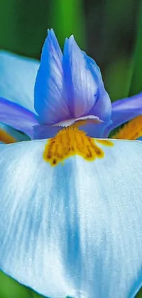 This stunning phone live wallpaper features a close-up shot of a white and blue iris flower