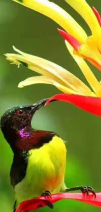 This phone live wallpaper features a beautiful bird sitting on a bromeliad flower