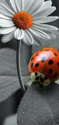 This live wallpaper for your phone features a stunningly realistic image of a ladybug resting on a flower