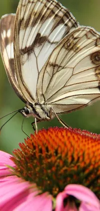 This stunning phone live wallpaper showcases a white butterfly resting on a pink flower