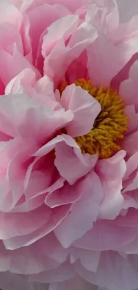 This phone live wallpaper features a close up of a large pink peony flower with green leaves