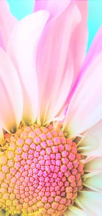 This phone live wallpaper features a stunning close-up of a pink flower on a blue background