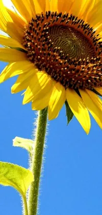 This phone wallpaper displays a radiant sunflower in sharp focus against a bright blue sky