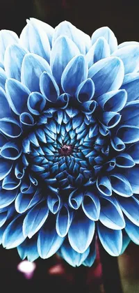 This phone live wallpaper displays a striking blue flower of infinite intricacy