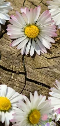 This live wallpaper showcases a circle of white and pink flowers arranged on a piece of rustic wood, adding a touch of nature's beauty to your device's screen