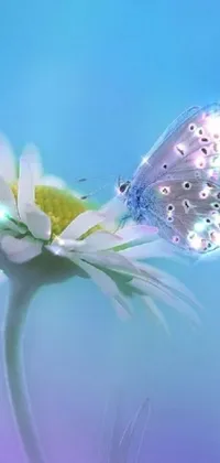 This phone live wallpaper depicts a serene close-up of a stunning daisy flower with a butterfly perched atop it