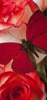 This stunning phone live wallpaper features a bright red butterfly perched on a red rose