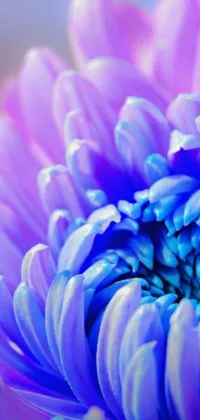 This captivating live wallpaper features a close-up view of a vibrant purple chrysanthemum flower set against a serene blue color bleed background for your mobile device
