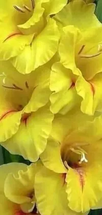 This phone live wallpaper captures a bunch of stunning yellow flowers in close detail