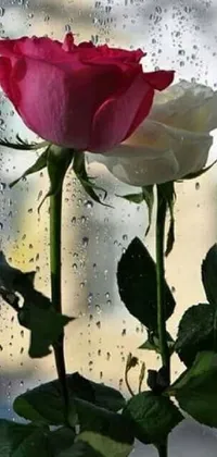 This live phone wallpaper showcases a stunning pink and white rose amidst a rainy day