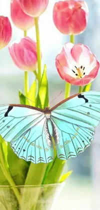 Bask in the beauty of a vibrant phone live wallpaper featuring a glass vase brimming with pink tulips and a fluttering blue butterfly