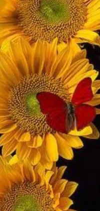 Enjoy the natural beauty of yellow sunflowers and a red butterfly with this stunning live wallpaper