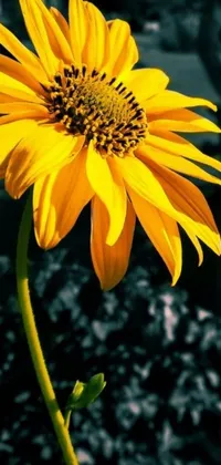 Sunflower Live Wallpaper - Close-up photorealistic image of a vibrant yellow sunflower swaying in the wind on a black background, with blurred surroundings