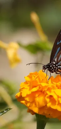 This phone live wallpaper features a beautiful butterfly perched on top of a vibrant yellow flower