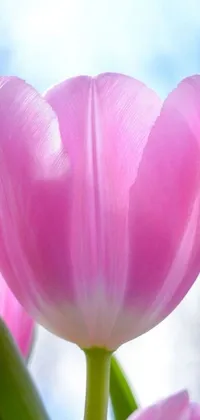 Looking for a stunning and calming phone background? Check out this mesmerizing live wallpaper featuring a close up of pink tulips on a light purple background