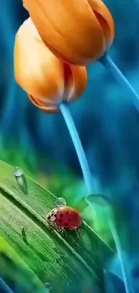 Transform your phone with an animated live wallpaper featuring a charming ladybug on a green leaf! This delightful digital artwork by an experienced Instagram artist brings to life the vibrant colors of flowers raining from the blue and orange sky