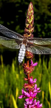This live phone wallpaper showcases a dragonfly perched atop a vibrant purple flower