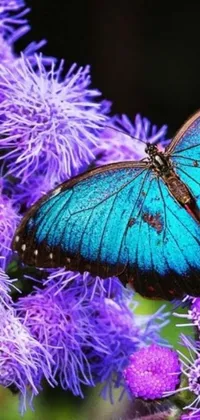 This mesmerizing live wallpaper features a gorgeous blue butterfly resting on a vibrant purple flower