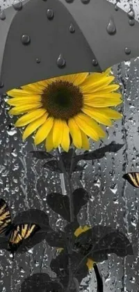 This live phone wallpaper showcases a black and white photograph capturing rain on a sunflower and two butterflies