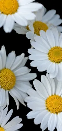This phone live wallpaper features photorealistic white flowers with yellow centers contrasting against a sleek black background