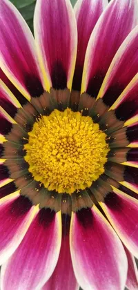 This phone live wallpaper depicts a beautiful purple and yellow flower as the centerpiece, surrounded by concentric circles in a precisionism style