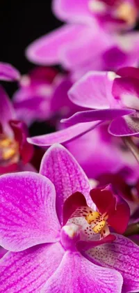 This phone live wallpaper features a stunning image of purple moth orchids captured in a mid-shot photo