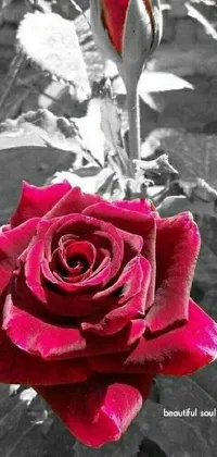 This phone live wallpaper is a beautiful black and white photo of a striking red rose, creating a timeless and classic look