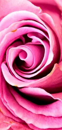 This is a phone live wallpaper featuring a mesmerizing, high-quality close-up image of a stunning pink rose