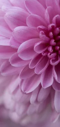 This charming live wallpaper features a stunning pink chrysanthemum bloom in sharp focus, adorning your phone screen with its intricate detail