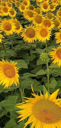 Get lost in a field of sunflowers with this live wallpaper