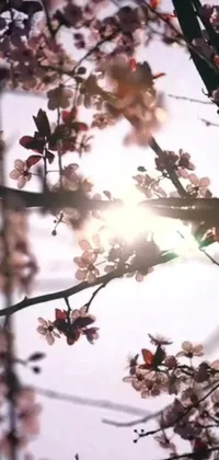 This phone live wallpaper showcases a stunning natural sight of the sun shining through the branches of a flowering tree