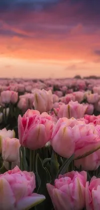 This stunning live wallpaper features pink tulips against a dreamy sunset background