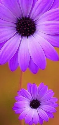 This live phone wallpaper features two beautiful purple flowers sitting close together in stunning close-up detail