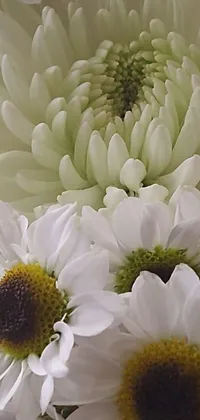 This live wallpaper features a striking close-up of white chrysanthemums, captured in a complex and layered composition by a talented photographer