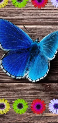 Add a touch of natural beauty to your phone with this vibrant blue butterfly live wallpaper
