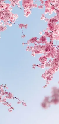 Add elegance and beauty to your phone or monitor with this pink flowered tree live wallpaper