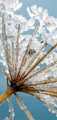 Looking for a stunning live wallpaper for your phone? Check out this amazing close-up of an ice-covered plant! The macro photograph captures every detail of the plant's structure, from the delicate leaves to the intricate mycelial lace