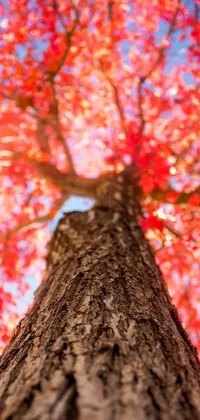 This phone live wallpaper depicts a gorgeous, tall tree with red leaves set against a stunning blue sky