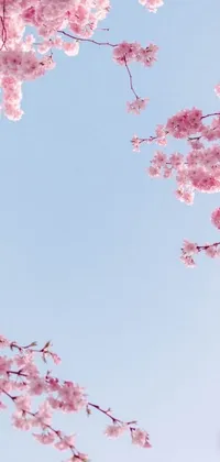 This vibrant phone live wallpaper features a pink flowered tree set against a blue sky, ideal for those who appreciate aesthetic and nature-inspired backgrounds