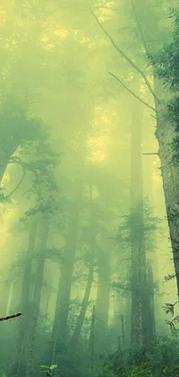 Nature Forest Green Live Wallpaper